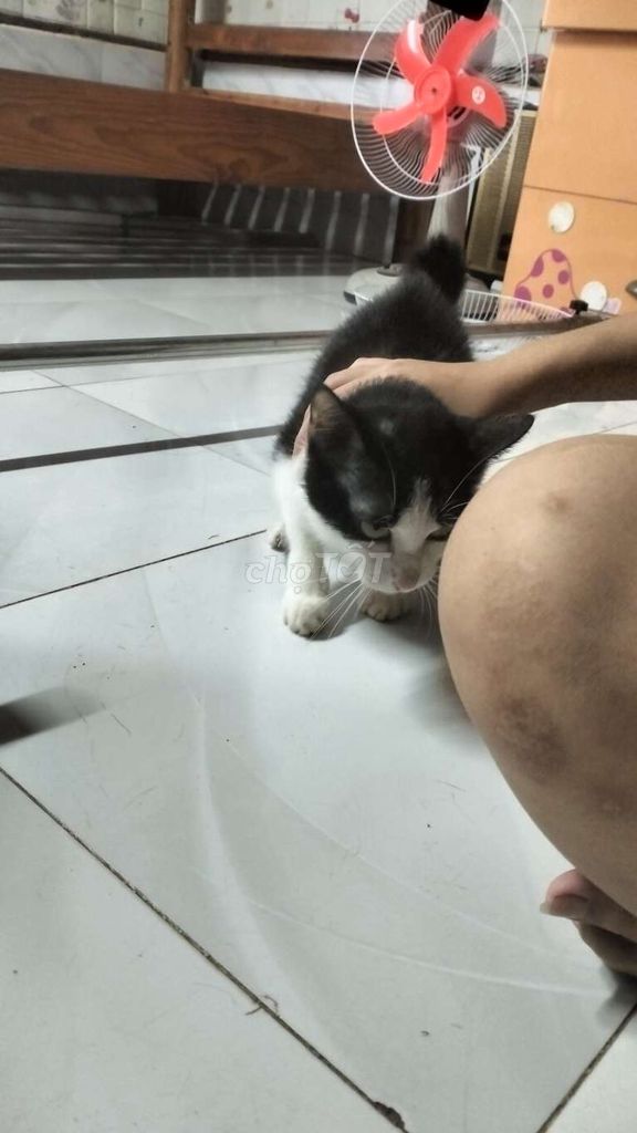 Tặng Mèo Tuxedo 1 tuổi Đen trắng. Mua bán Mèo tại Huyện Bình Chánh Tp Hồ Chí Minh được đăng bởi Thanhh Quangg hình 1