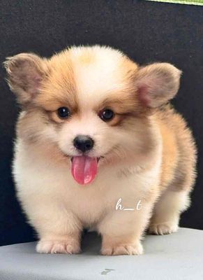 vip corgi phom dăng chuẩn mông to vip. Mua bán Chó tại Quận Bình Tân Tp Hồ Chí Minh được đăng bởi huỳnh thật 