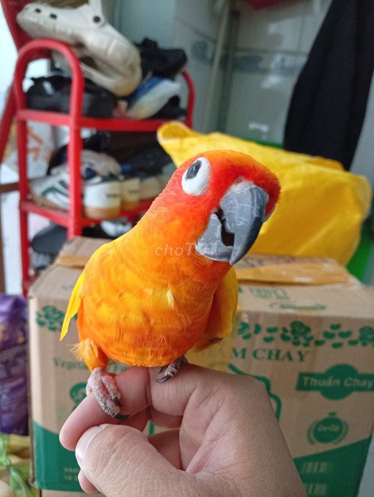 Vẹt Sun Conure trống Cam vàng khoẻ mạnh. Mua bán Chim tại Quận Tân Phú Tp Hồ Chí Minh được đăng bởi Tiger hình 1
