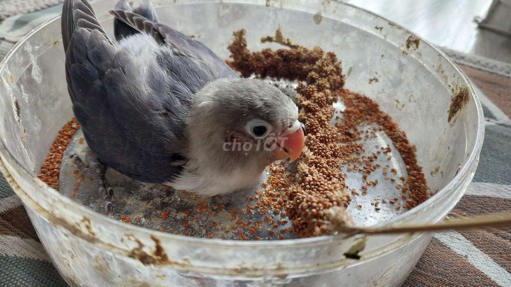 Vẹt lovebird có viền thân người, chân tật nhẹ