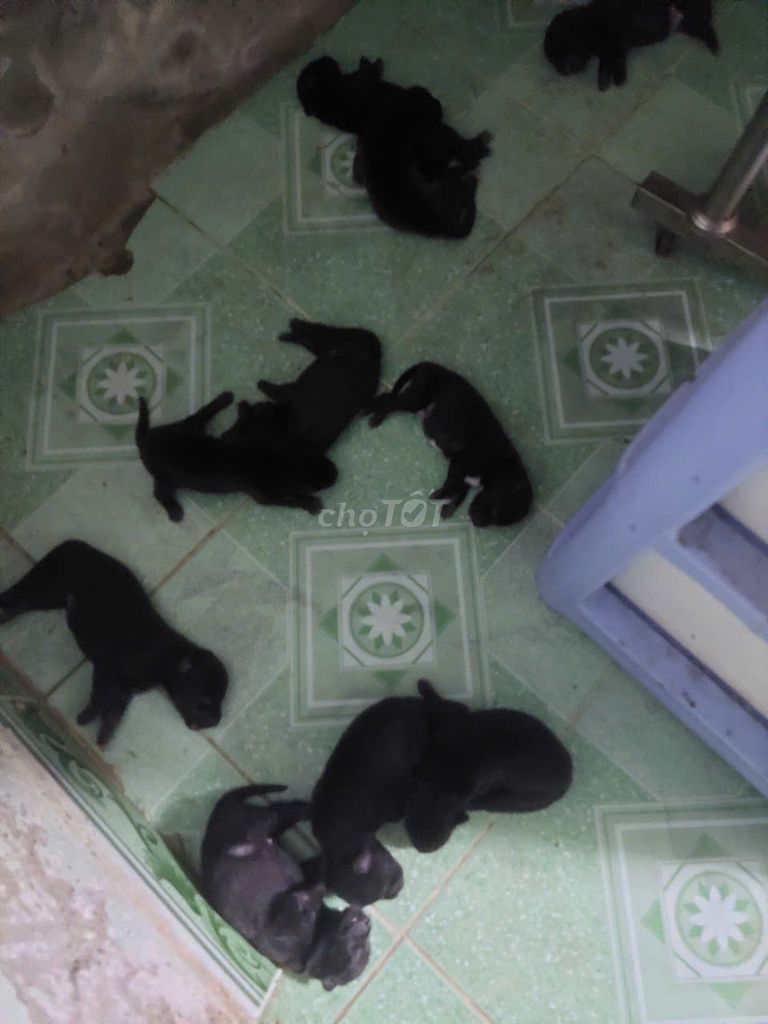 Chó con Phú Quốc lai màu đen. Mua bán Chó tại Huyện Long Hồ Vĩnh Long được đăng bởi anh thơ hình 1