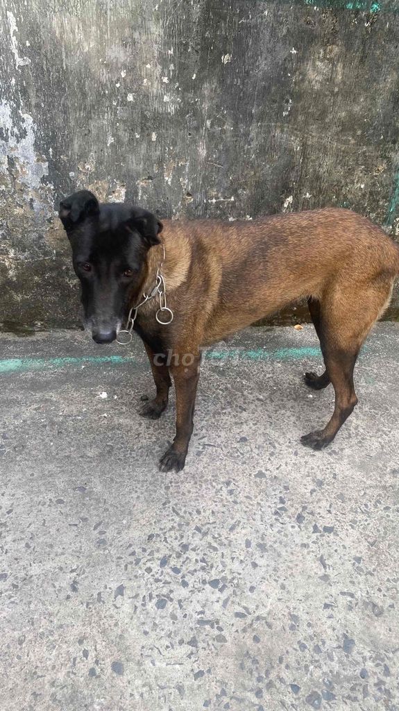 Chó Becgie màu Nâu. Mua bán Chó tại Quận 12 Tp Hồ Chí Minh được đăng bởi Tranh hình 1