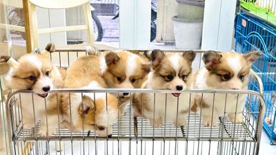 Chó Corgi vàng trắng đã ngừa 1 mũi