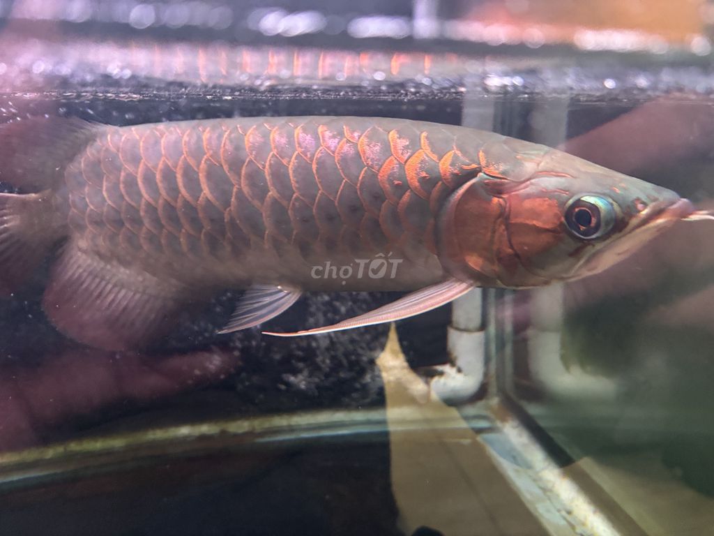 Huyết long u43 màu đẹp. Mua bán Thú cưng khác tại Quận 7 Tp Hồ Chí Minh được đăng bởi Huy Mập Abino hình 3