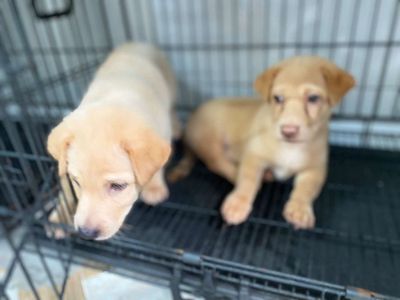 Chó nhật 2 tháng tuổi, giới tính đực, thông minh.. Mua bán Chó tại Quận 7 Tp Hồ Chí Minh được đăng bởi Bé Thỏ hình 1