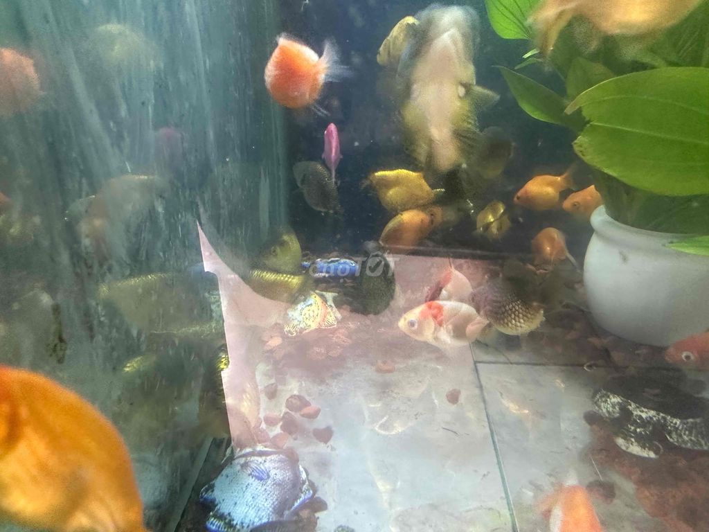 Cá Ranchu nhỏ-20k/con. Mua bán Thú cưng khác tại Quận 12 Tp Hồ Chí Minh được đăng bởi Cá Cảnh Sài Gòn Giá Sĩ  hình 6