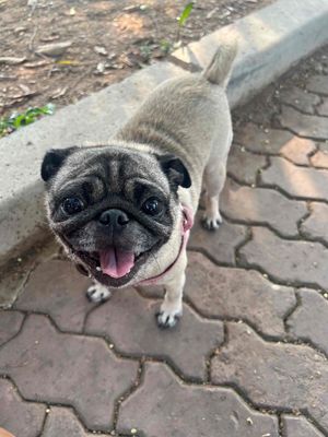 pug mặt xệ cái trưởng thành tìm chủ mới. Mua bán Chó tại Quận Hoàng Mai Hà Nội được đăng bởi Nguyễn Thị Hoa