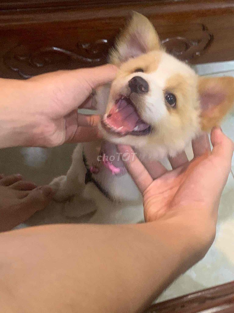 Chó corgi lai nhật vàng trắng 4 tháng tuổi