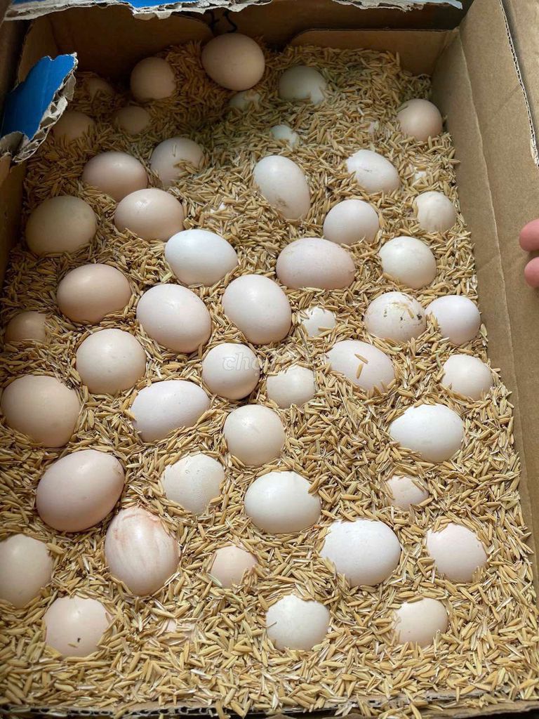 Trứng gà ta 30 quả thả vườn lòng đỏ vàng ươm. Mua bán Đồ ăn, thực phẩm và các loại khác tại Quận Phú Nhuận Tp Hồ Chí Minh được đăng bởi Hà Nhi Cao hình 1