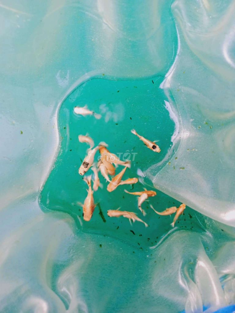 150k/hơn 50 molly gold. Mua bán Thú cưng khác tại Huyện Bình Chánh Tp Hồ Chí Minh được đăng bởi Nguyen Hoang  hình 7