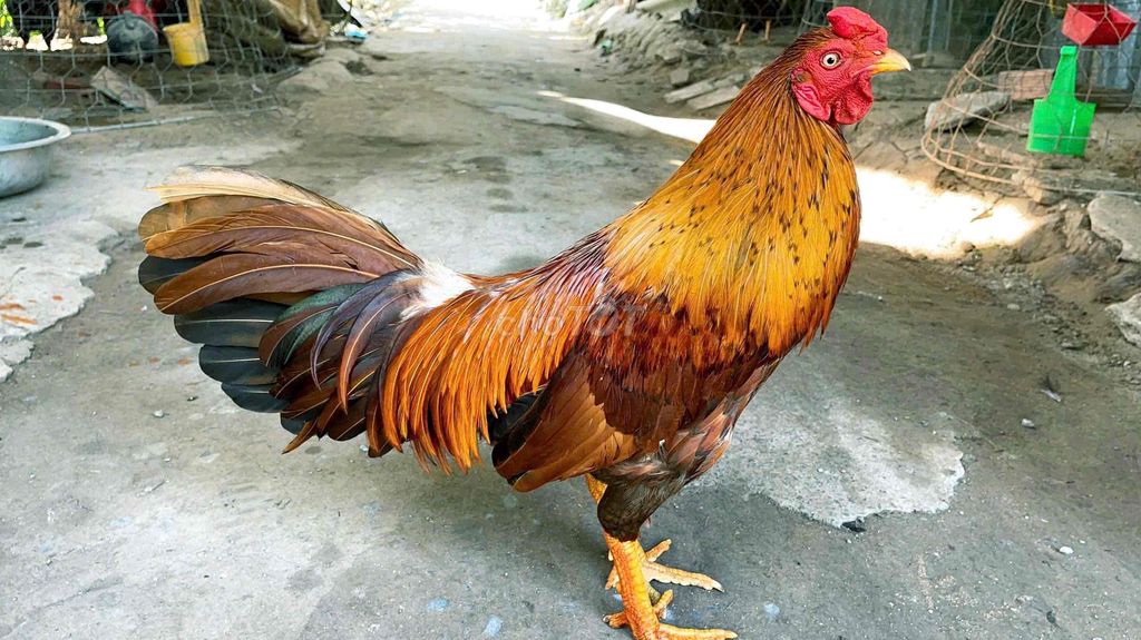 GÀ KHÉT 2k850G. Mua bán Gà tại Thị xã Bình Minh Vĩnh Long được đăng bởi Gà Danh hình 1