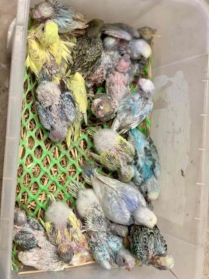 yến phụng non thuần bột có tơ và sinh sản. Mua bán Chim tại Huyện Trảng Bàng Tây Ninh được đăng bởi Tuyết Tuyết