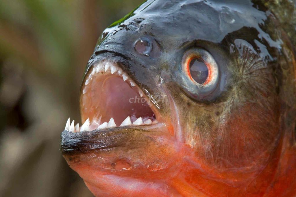 piranha red belly - trùm săn mồi