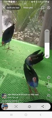 Trại thụy phương bán chim trích cồ. Mua bán Chim tại Quận Long Biên Hà Nội được đăng bởi tổng kho sỉ