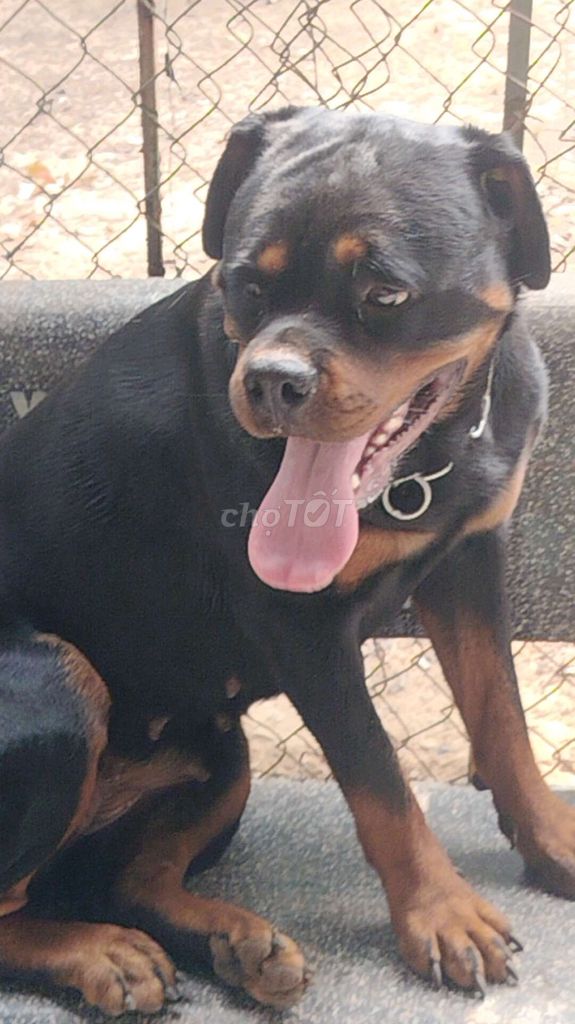 Chó Rotweler. Mua bán Chó tại Huyện Bàu Bàng Bình Dương được đăng bởi Thú Cưng hình 3