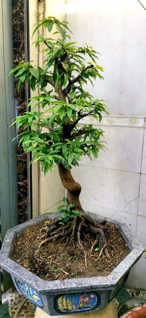 Cây cảnh Tứ quý ghép siêu bông. Mua bán Cây cảnh, đồ trang trí tại Huyện Hóc Môn Tp Hồ Chí Minh được đăng bởi Tạ Thị Tươi hình 1