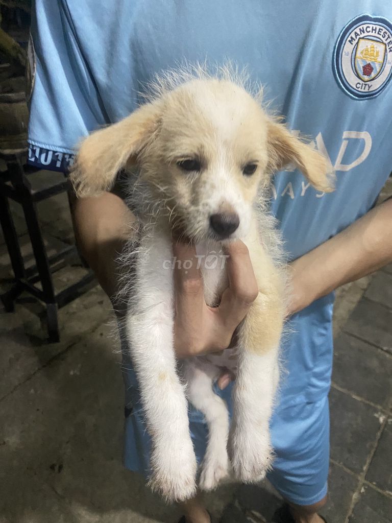 Chó Poodle lai trắng kem 3 tháng. Mua bán Chó tại Huyện Thăng Bình Quảng Nam được đăng bởi Ngô Gia Khôi hình 1