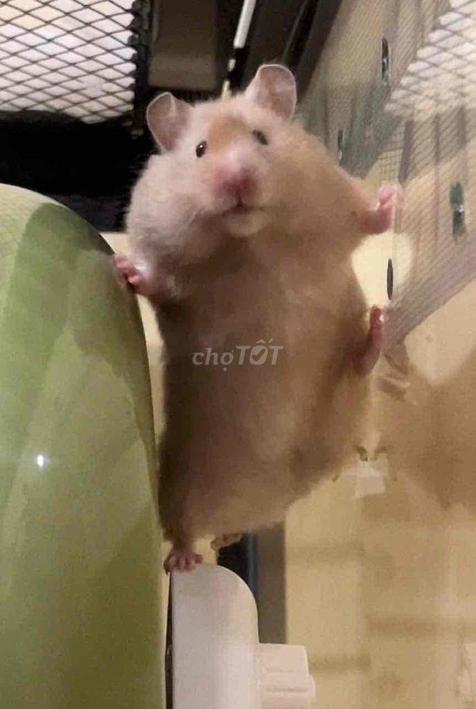 Hamster bear cái. Mua bán Thú cưng khác tại Quận Gò Vấp Tp Hồ Chí Minh được đăng bởi Hamusuta  hình 1