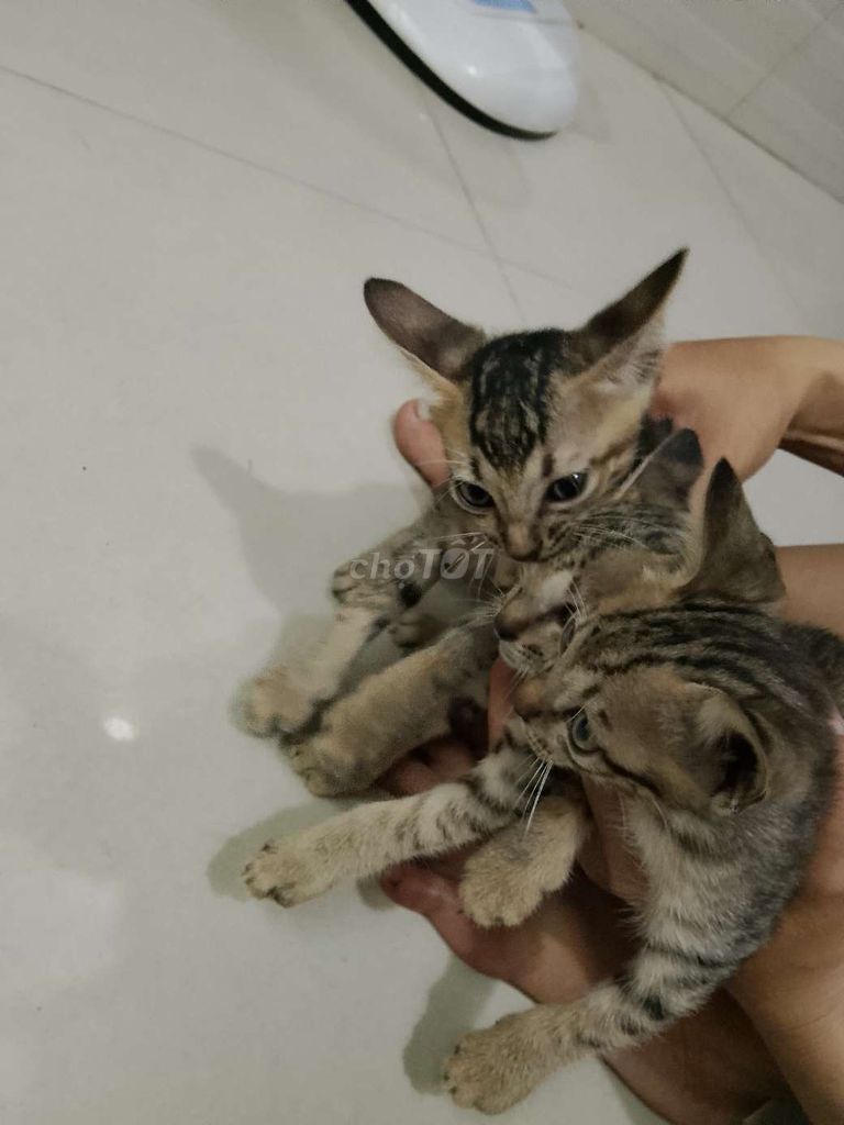 Mèo Vàng Đen 4 con. Mua bán Mèo tại Quận Bình Thạnh Tp Hồ Chí Minh được đăng bởi Thiện  hình 1