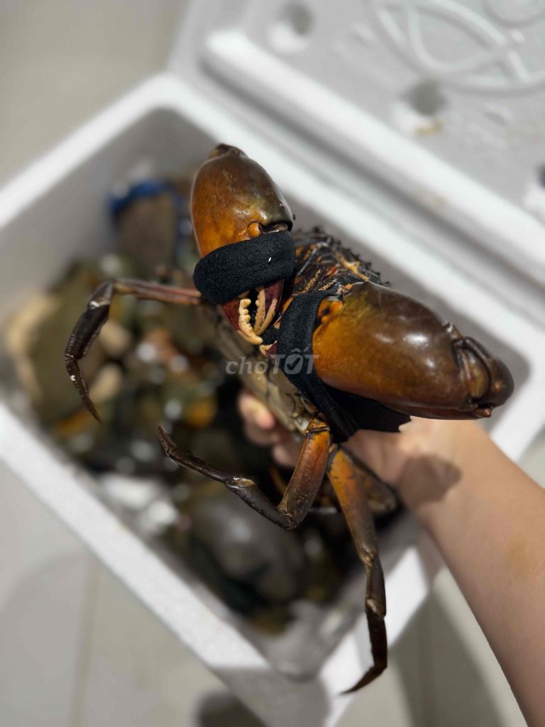 Cua Cà Mau - đặc sản ăn là ghiền. Mua bán Đồ ăn, thực phẩm và các loại khác tại Quận Gò Vấp Tp Hồ Chí Minh được đăng bởi Tạ Ngọc Trân hình 2