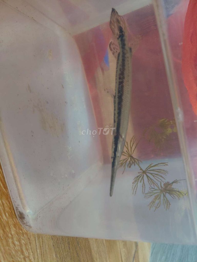 sấu bông size 13. Mua bán Thú cưng khác tại Huyện Hưng Hà Thái Bình được đăng bởi Nguyễn Tiến Dũng hình 1