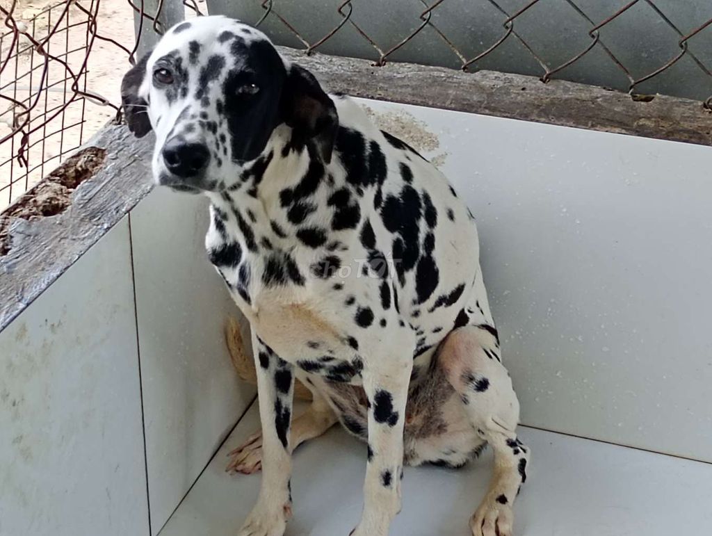 TG.Đốm Cái Tơ . Mua bán Chó tại Thành phố Mỹ Tho Tiền Giang được đăng bởi Nhân Rottweiler  hình 1