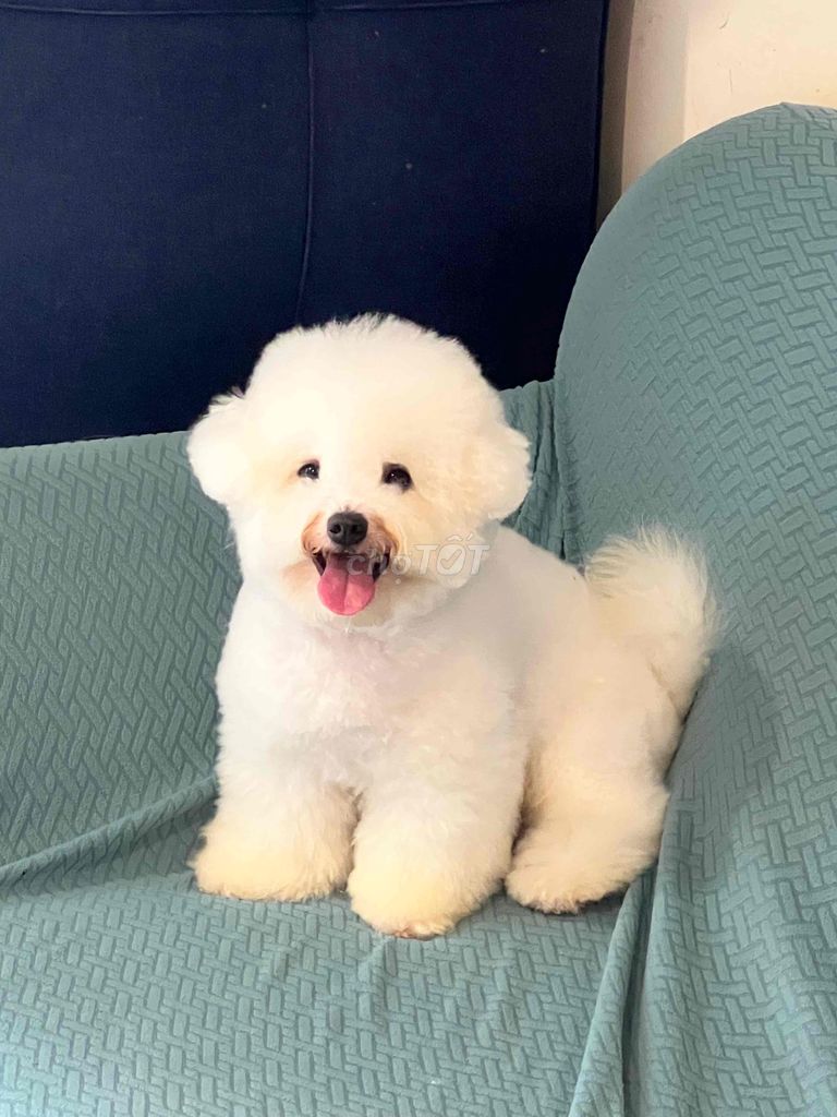 Chó Bichon đực Trắng mini. Mua bán Chó tại Thành phố Thủ Đức Tp Hồ Chí Minh được đăng bởi lyrose hình 1