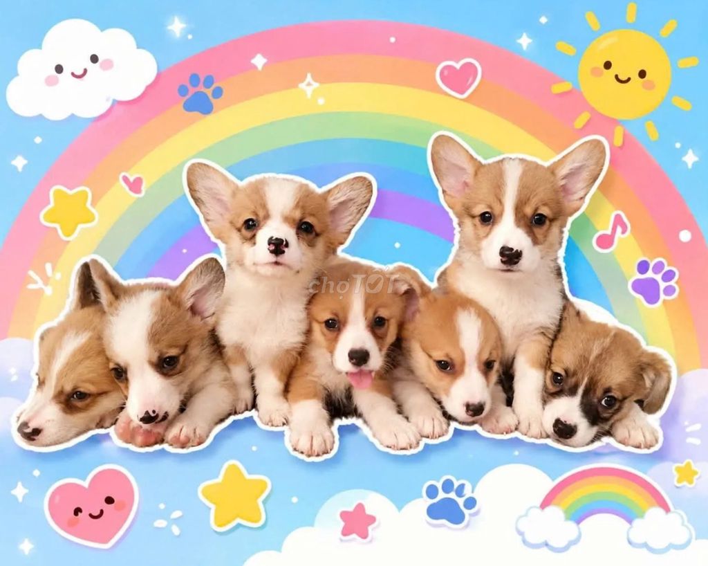 Chó Corgi thuần chủng 2 tháng tuổi. Mua bán Chó tại Thành phố Thủ Đức Tp Hồ Chí Minh được đăng bởi Thịnh Trần hình 1