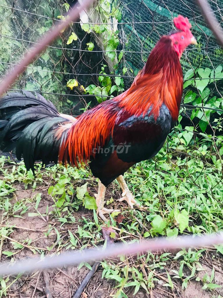 trông asilmi noi 2.7kg. Mua bán Gà tại Huyện Mang Thít Vĩnh Long được đăng bởi Hưng Quoc hình 3