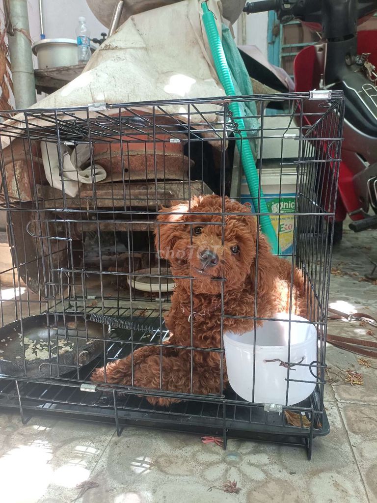 Chó Poodle cái đã tiêm phòng. Mua bán Chó tại Quận Liên Chiểu Đà Nẵng được đăng bởi Huy Khánh hình 1