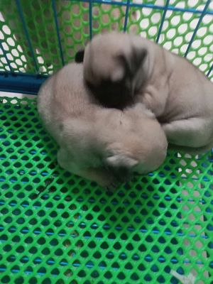 Chó Pug đực cái 50 ngày tuổi