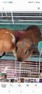 Chuột  đực cái