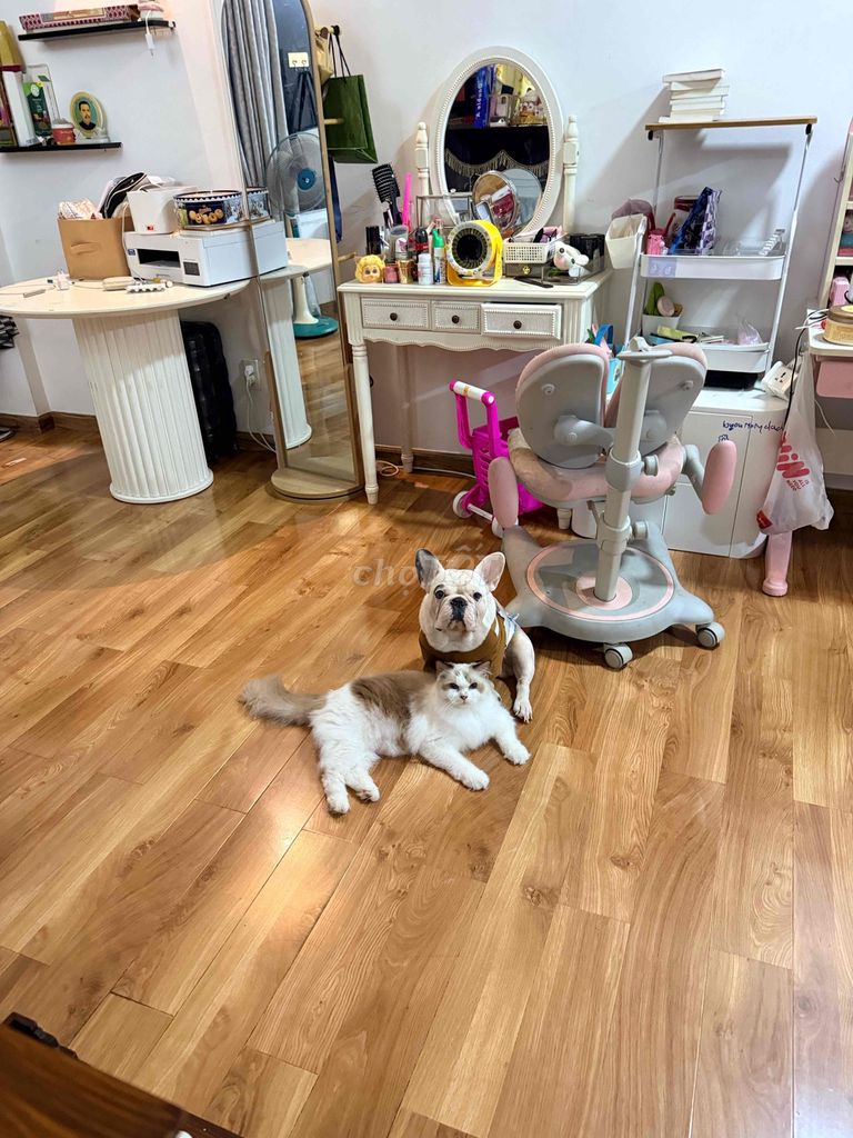 Mèo Ragdoll cái 2 tuổi. Mua bán Mèo tại Quận 7 Tp Hồ Chí Minh được đăng bởi Lucky hình 1