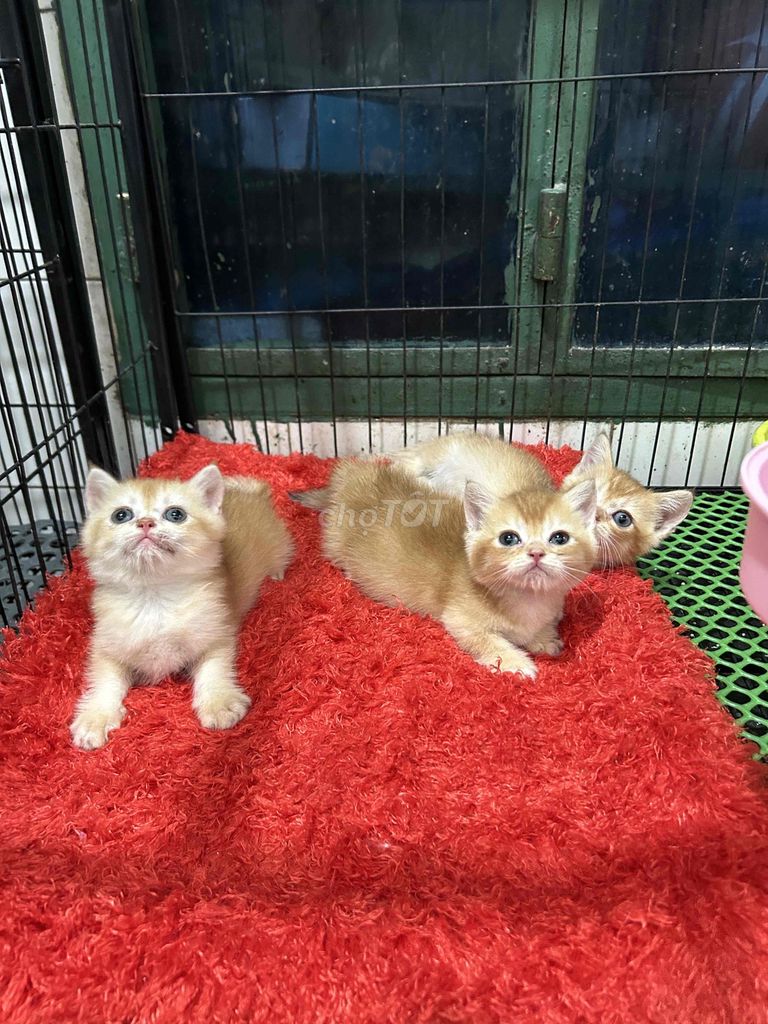 Còn em golden ny12 cái cuối thôi nè. Mua bán Mèo tại Quận 11 Tp Hồ Chí Minh được đăng bởi Ngọc Ngọc Meow hình 7