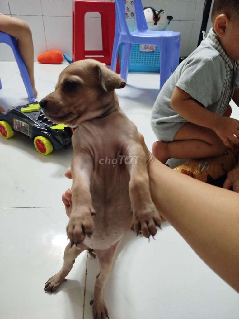 Chó con 1 tháng rưỡi Nâu, Đen vàng. Mua bán Chó tại Huyện Bình Chánh Tp Hồ Chí Minh được đăng bởi KIM ANH hình 1