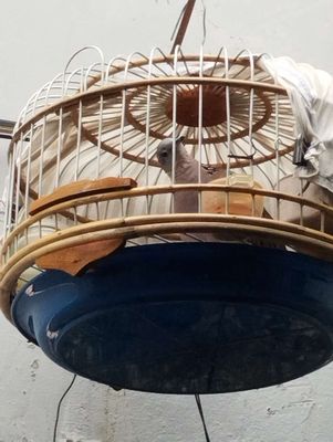 Cu gáy. Mua bán Chim tại Quận Gò Vấp Tp Hồ Chí Minh được đăng bởi Lê Đỗ Hiếu