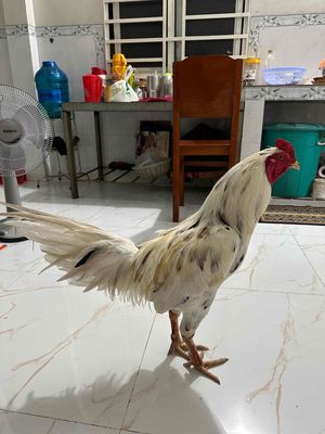 3k4 tay dầy tốt. Mua bán Gà tại Huyện Chợ Mới An Giang được đăng bởi Huy Cận