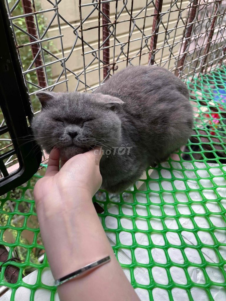 Mèo đực xám xanh tai cụp mặt tròn. Mua bán Mèo tại Quận Tây Hồ Hà Nội được đăng bởi Chị Vân hình 1