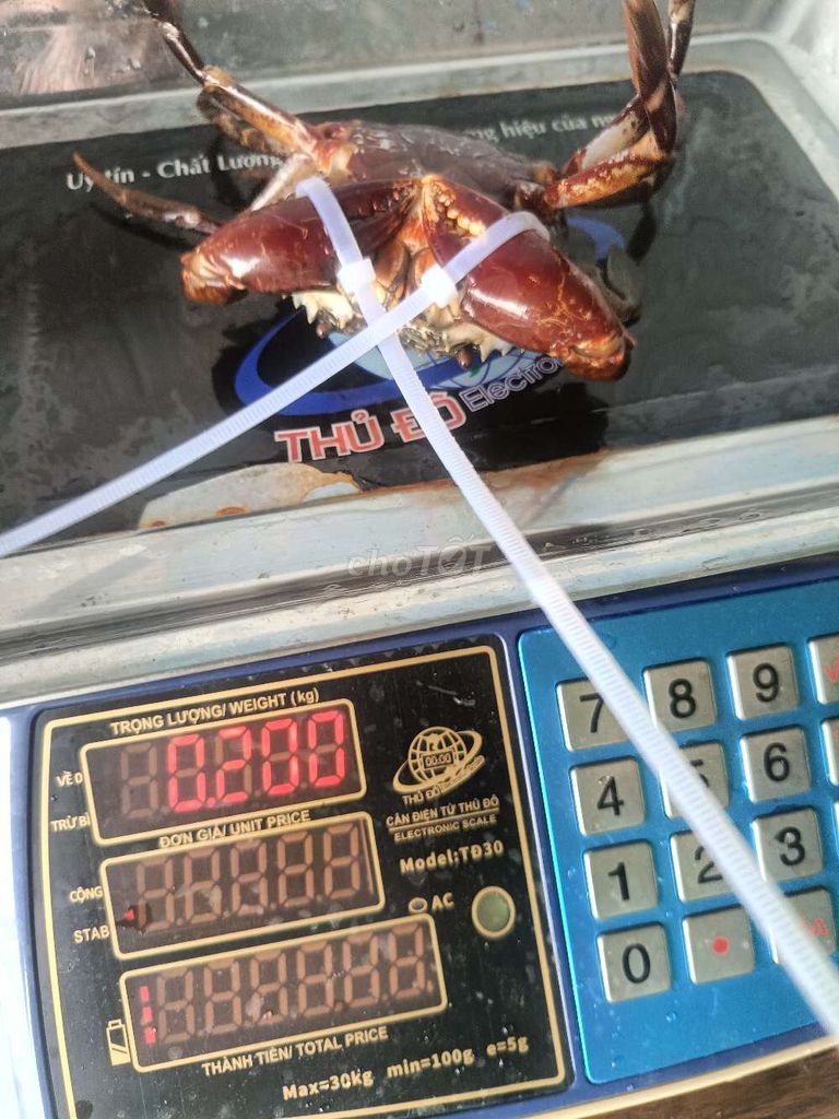 Cua biển tươi sống không dây 200-300gr 89k 1 đổi 1. Mua bán Đồ ăn, thực phẩm và các loại khác tại Thành phố Dĩ An Bình Dương được đăng bởi Văn Tuyển hình 1