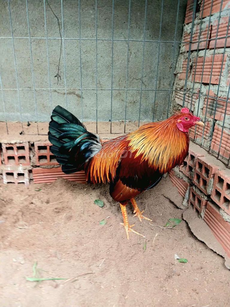 tre mỹ điều vàng 1kg3. Mua bán Gà tại Huyện Nhà Bè Tp Hồ Chí Minh được đăng bởi cá ca hình 1