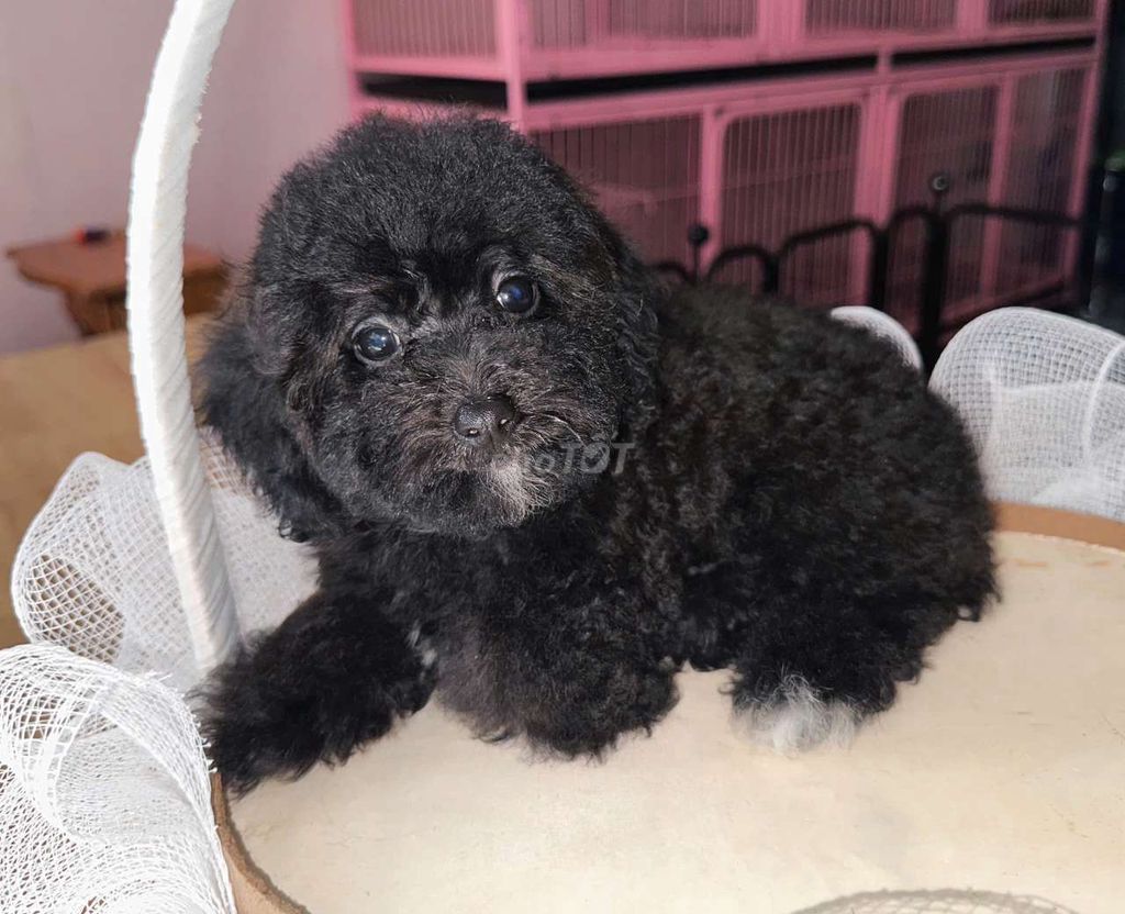 Chó poodle xám 2,5 tháng tuổi