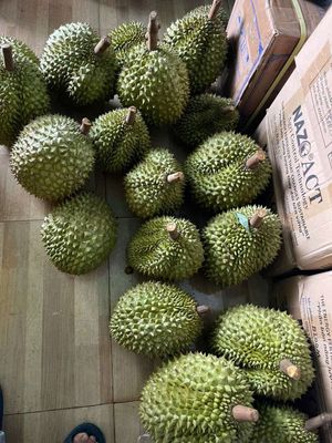 Sầu riêng Ri6  & bơ Ta21 ĐĂK LẮK. Mua bán Đồ ăn, thực phẩm và các loại khác tại Quận Gò Vấp Tp Hồ Chí Minh được đăng bởi Tí