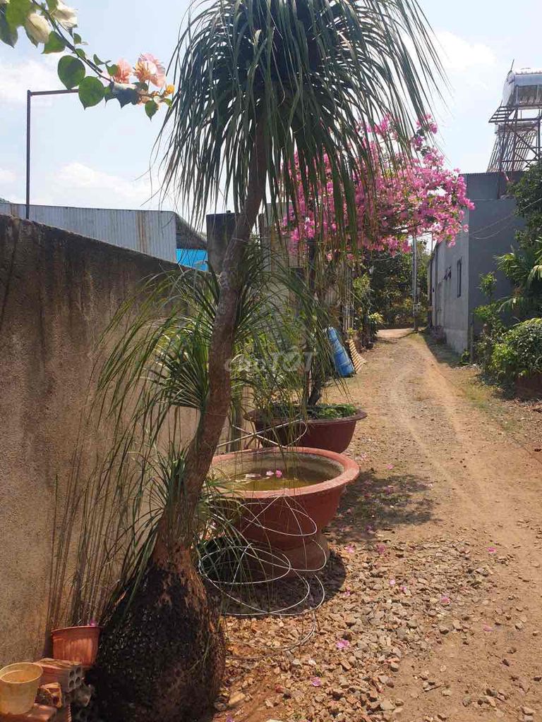 Cây phát tài núi. Mua bán Cây cảnh, đồ trang trí tại Huyện Cẩm Mỹ Đồng Nai được đăng bởi Quando hình 1