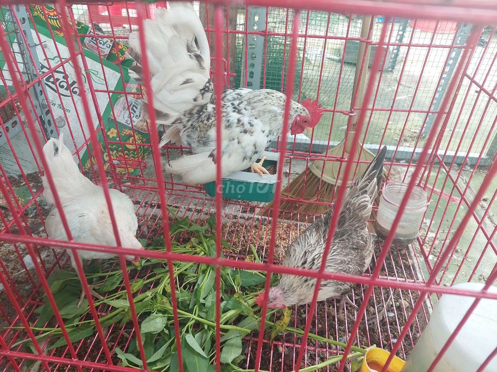 Gà thanh lý. Mua bán Gà tại Thành phố Thủ Đức Tp Hồ Chí Minh được đăng bởi Chàng Khờ hình 3