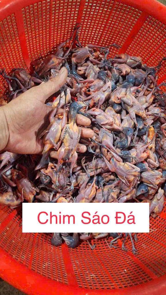 Chim Sáo Đá 450k/1kg