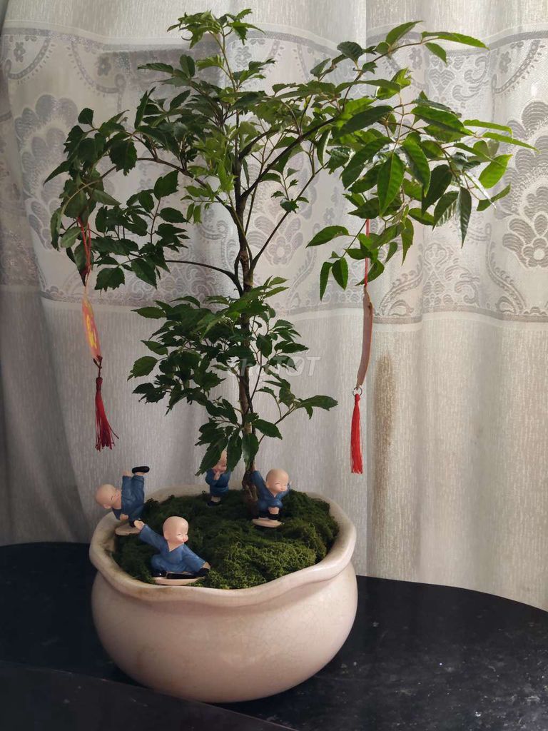 Tiểu cảnh thiền gốm sứ, nhựa. Mua bán Cây cảnh, đồ trang trí tại Huyện Bình Chánh Tp Hồ Chí Minh được đăng bởi Cuộc Sống Khoẻ hình 1