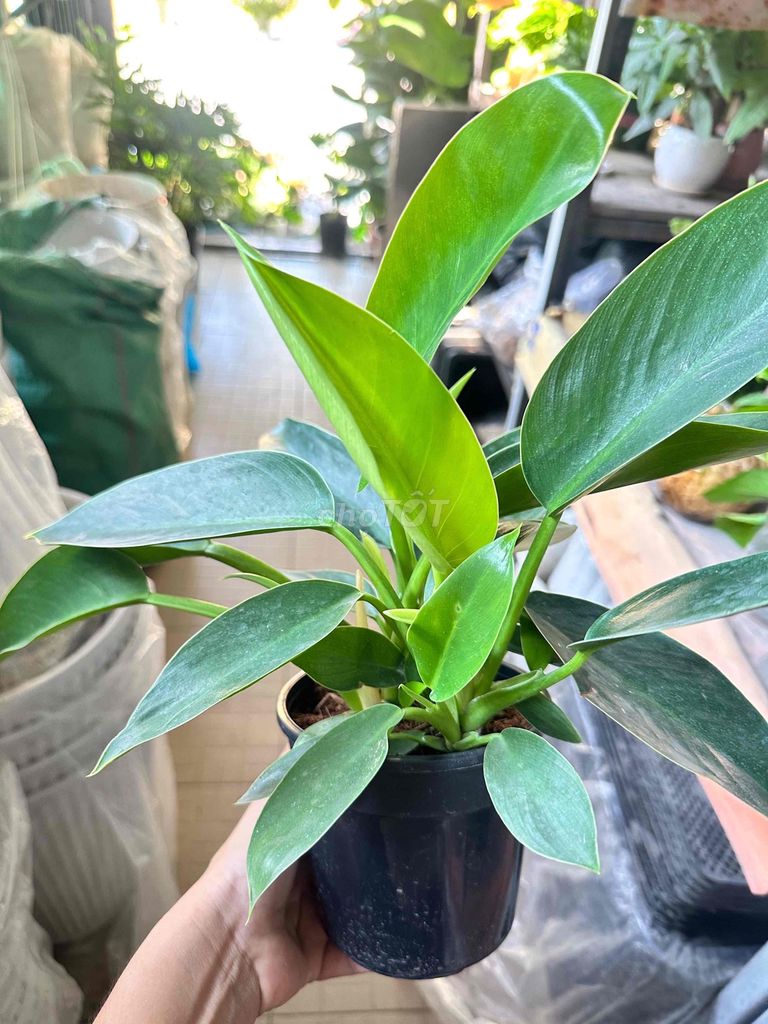 Cây cảnh Trầu Bà Đế Vương Xanh. Mua bán Cây cảnh, đồ trang trí tại Quận Gò Vấp Tp Hồ Chí Minh được đăng bởi cây kiểng mộc phi hình 1