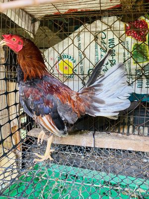 Mini butcher cuban thanh lý. Mua bán Gà tại Huyện Cẩm Mỹ Đồng Nai được đăng bởi Ngô an khang