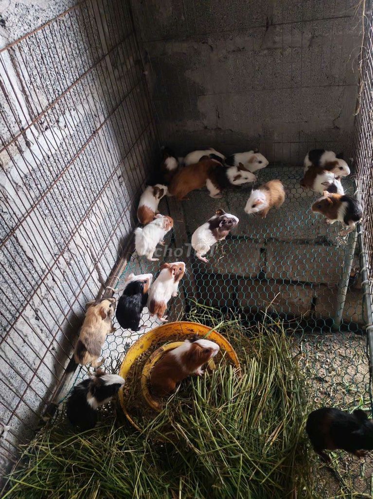 Bò sữa nhiều màu. Mua bán Thú cưng khác tại Quận Long Biên Hà Nội được đăng bởi tổng kho gia dụng  hình 1