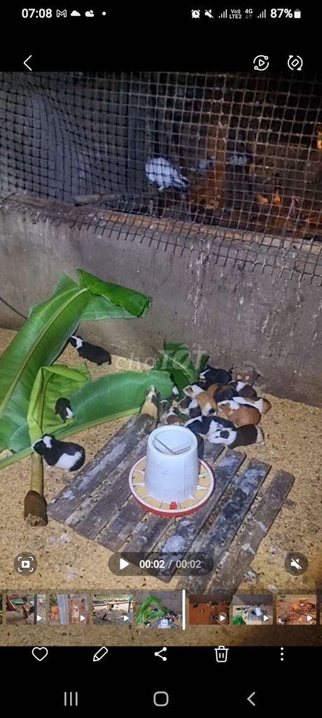 Chuột lang Tơ choai sinh sản. Mua bán Thú cưng khác tại Huyện Vĩnh Cửu Đồng Nai được đăng bởi Phước Trần hình 1